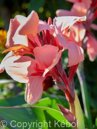 Canna indica Champion - bag