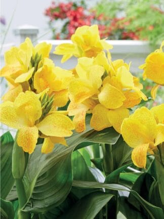 Canna indica Happy Emily  - bag