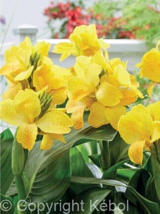 Canna indica Happy Emily - bag