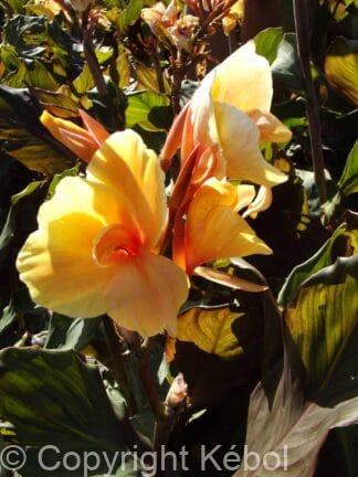 Canna indica Louis Cottin - bag