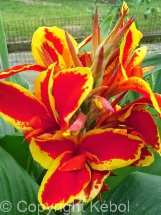 Canna indica Lucifer - bag