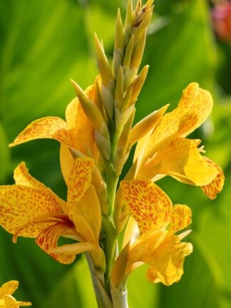 Canna indica Picasso  - bag