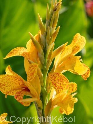 Canna indica Picasso - bag