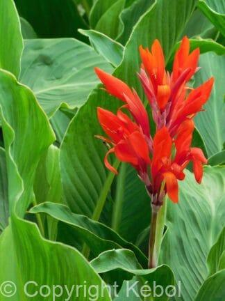 Canna indica Red President - bag