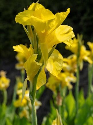 Canna indica Richard Wallace  - bag