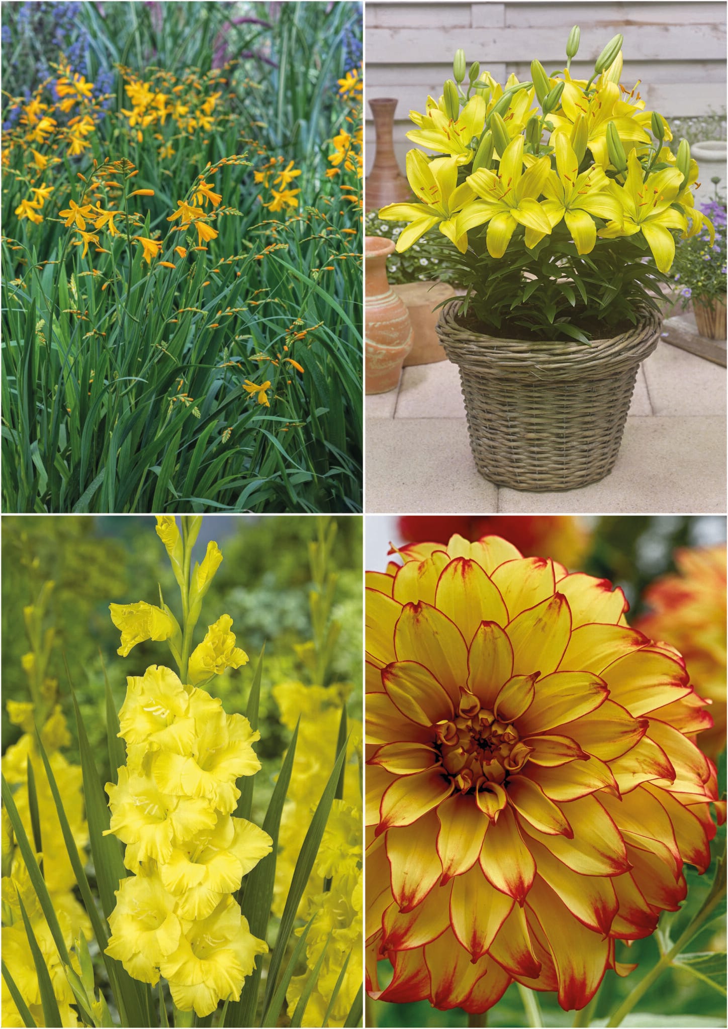 Colour yellow mix