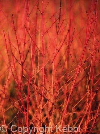 Cornus Annys Winter Orange - bag