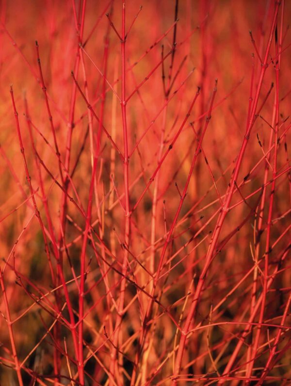Cornus Annys Winter Orange - bag