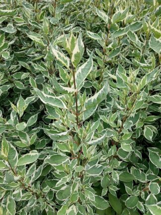 Cornus Elegantissima
