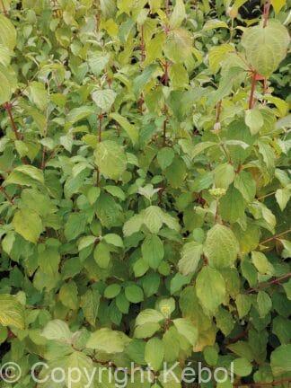 Cornus Midwinter Fire - bag