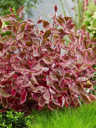 Cornus Miracle