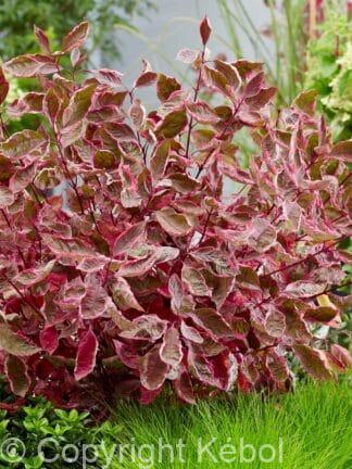 Cornus Miracle - case