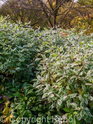 Cornus Sibirica - bag