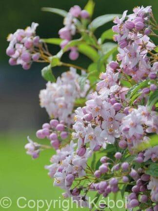 Deutzia Mont Rose - bag
