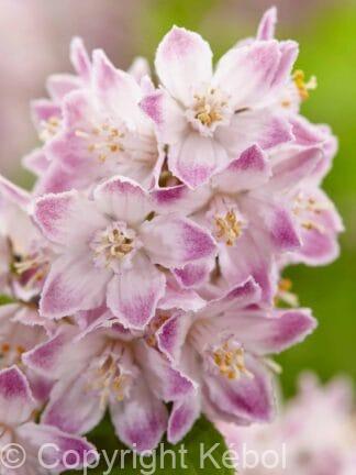 Deutzia Raspberry Sundae - bag