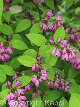 Deutzia Strawberry Fields - bag