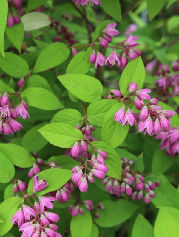 Deutzia Strawberry Fields - case