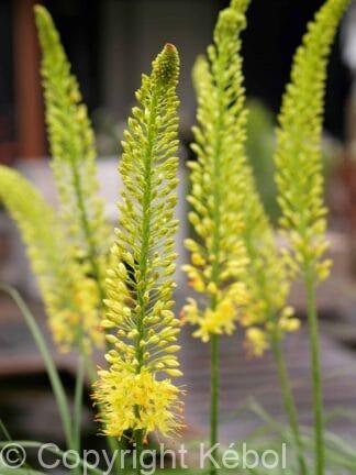 Eremurus Bungei - bag