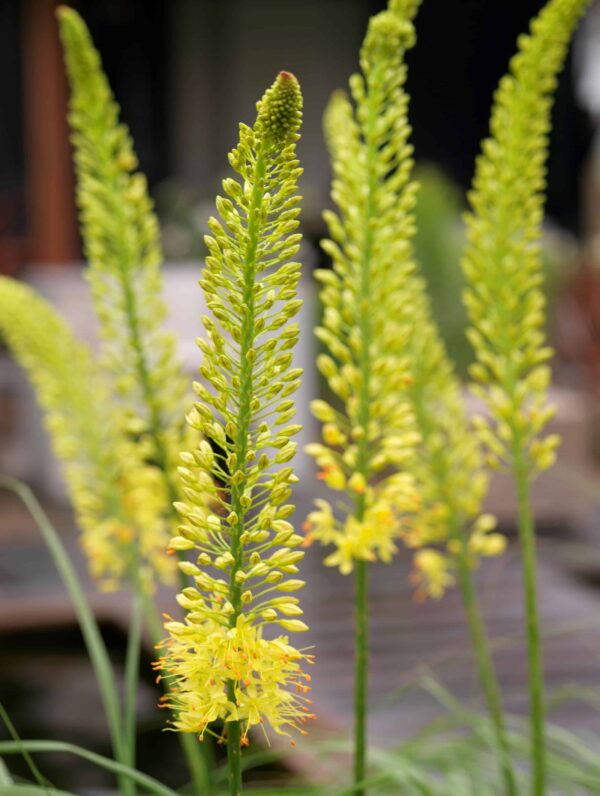 Eremurus Bungei - case