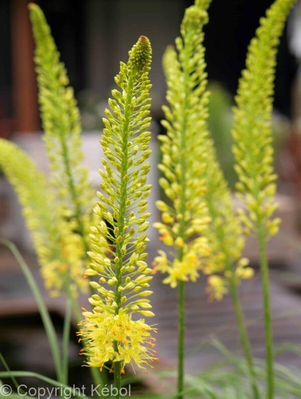 Eremurus Bungei