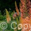Eremurus Cleopatra
