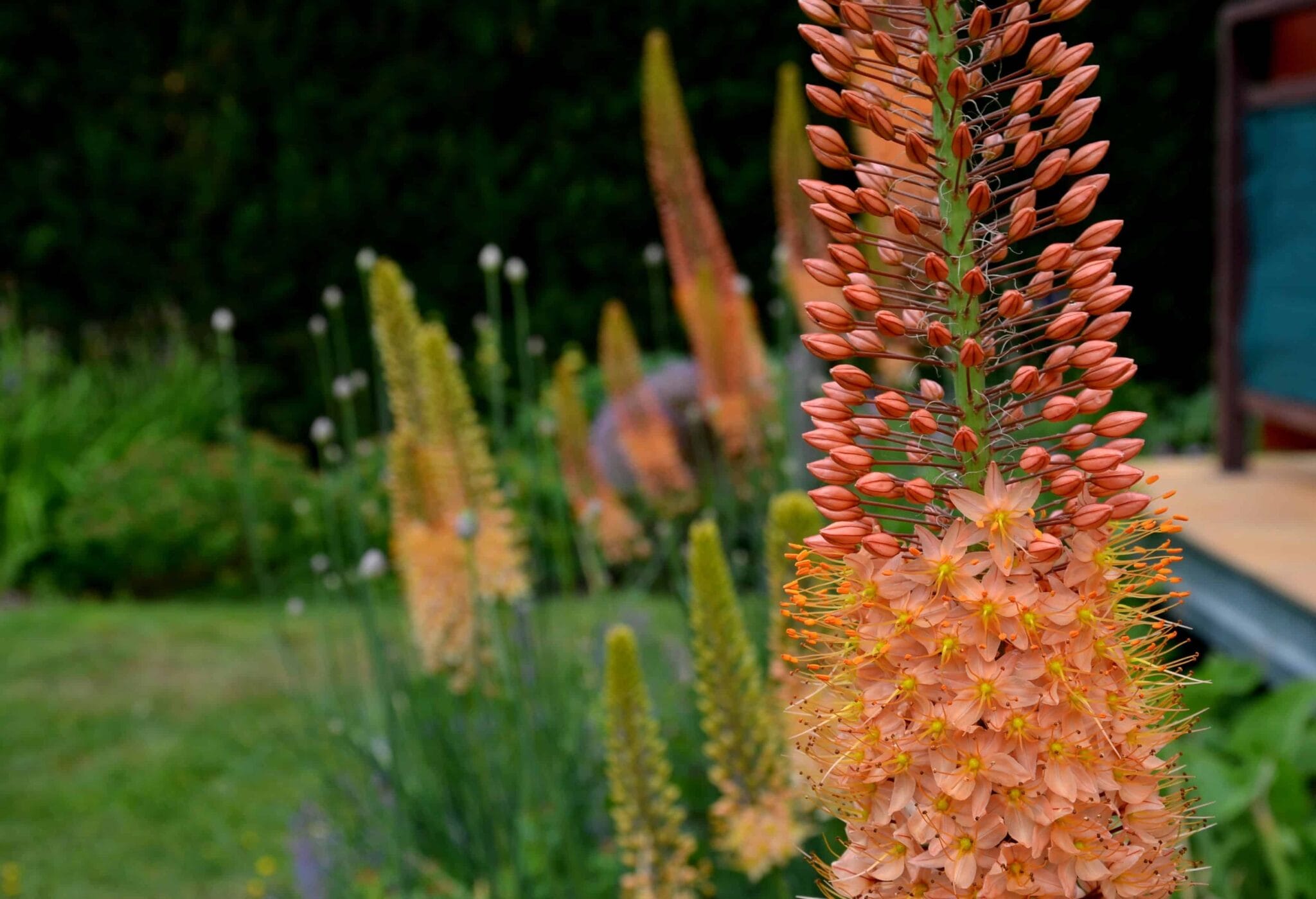 Eremurus Cleopatra
