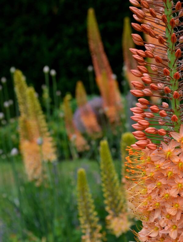 Eremurus Cleopatra - case