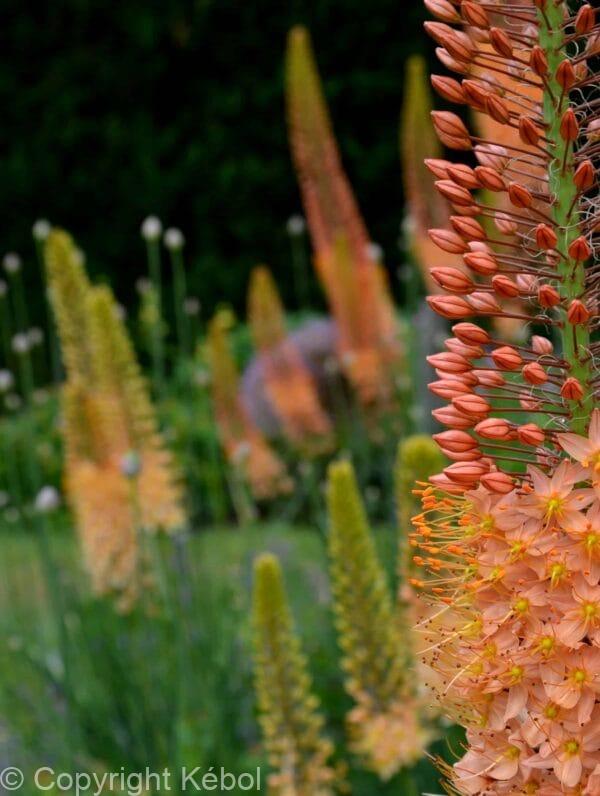 Eremurus Cleopatra