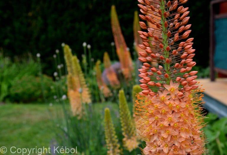 Eremurus Cleopatra