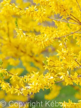 Forsythia Goldraush - bag