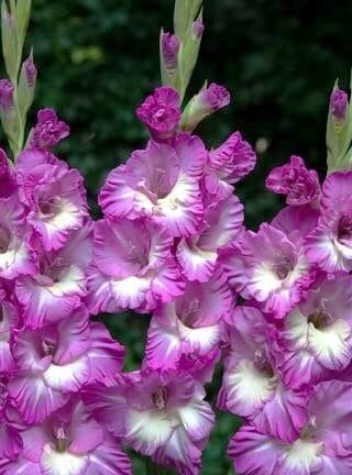 Gladiolus hybrid Anouk  - bag