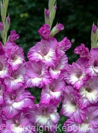Gladiolus hybrid Anouk - bag