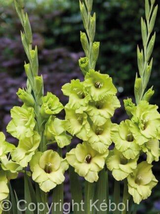 Gladiolus hybrid Green Star  - bag