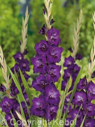 Gladiolus hybrid Mombasa - bag