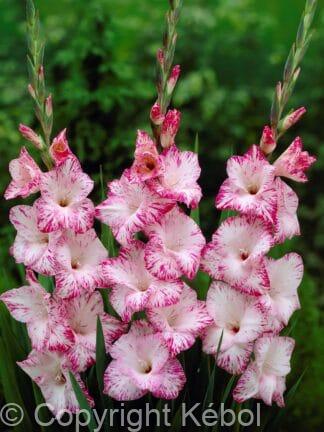 Gladiolus hybrid My Love - bag