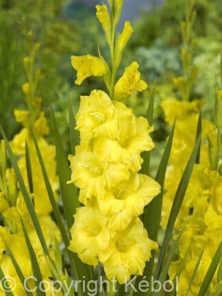 Gladiolus hybrid Nova Lux - bag