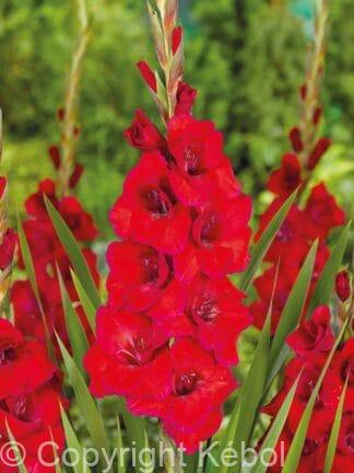 Gladiolus hybrid Oscar - bag