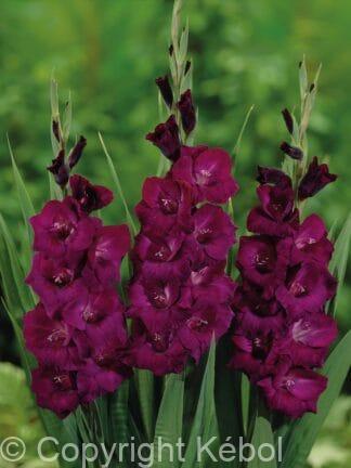 Gladiolus hybrid Plum Tart - bag
