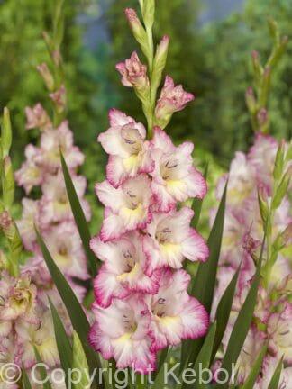 Gladiolus hybrid Priscilla  - bag