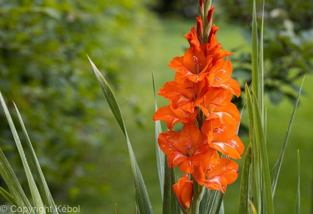 Kebol Shell Gladiolus hybrid Royal Class - bag - Kébol