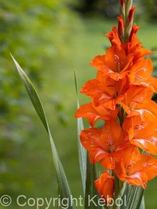 Gladiolus hybrid Royal Class  - bag