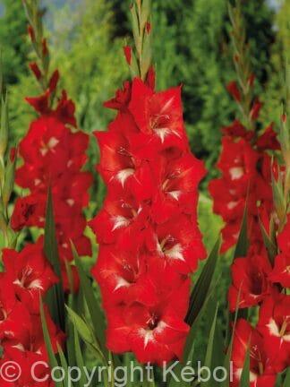 Gladiolus hybrid Traderhorn  - bag