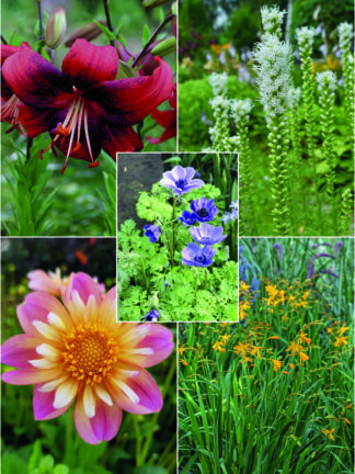 Happy Bee & Butterfly Mix 2