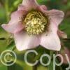 Helleborus Pretty Ellen Pink