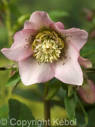 Helleborus Pretty Ellen Pink - case