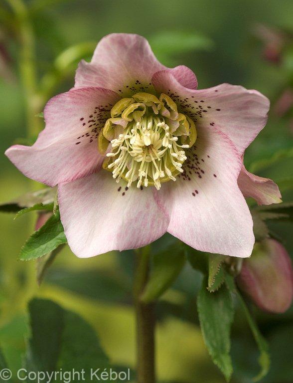 Helleborus Pretty Ellen Pink