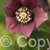Helleborus Pretty Ellen Purple