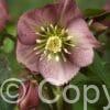 Helleborus Pretty Ellen Red