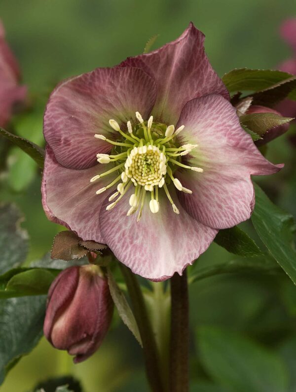 Helleborus Pretty Ellen Red - bag