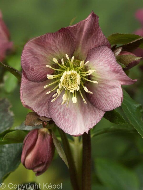 Helleborus Pretty Ellen Red